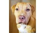 Adopt Benny a Tan/Yellow/Fawn American Pit Bull Terrier / Mixed Breed (Medium) /