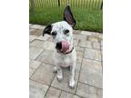 Adopt Brock a White Australian Cattle Dog / Mixed dog in Sanford, FL (41084476)