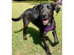 Adopt Cucumber a Black Labrador Retriever / Poodle (Miniature) / Mixed dog in