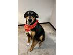 Adopt Willy a Brown/Chocolate Black and Tan Coonhound / Mixed dog in Olathe