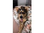 Adopt Penny a Tricolor (Tan/Brown & Black & White) Husky / Australian Shepherd /
