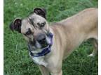 Adopt Kirby a Brown/Chocolate - with Black Boxer / Puggle / Mixed dog in