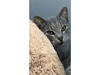 Adopt Bluebelle a Gray, Blue or Silver Tabby Domestic Shorthair (short coat) cat