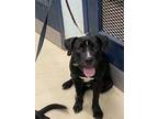 Adopt Loki/ Boomerang K109 a Black Labrador Retriever / Mixed Breed (Medium) /
