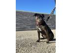 Adopt BIGGIE a Brindle Mastiff / Mixed Breed (Large) / Mixed dog in Las Vegas