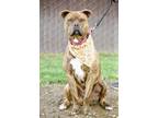Adopt Bixby a Brindle American Pit Bull Terrier / Mixed Breed (Medium) / Mixed