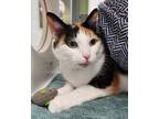 Adopt Athena a White Domestic Shorthair / Mixed Breed (Medium) / Mixed (short
