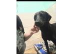 Adopt Cletus a Black Labrador Retriever / Mixed Breed (Medium) / Mixed (short