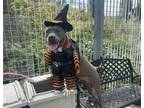 Adopt Bella a Mixed Breed (Large) / Mixed dog in Staten Island, NY (41220833)