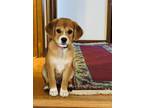 Adopt Booba a Tan/Yellow/Fawn - with White Cavalier King Charles Spaniel / Shiba