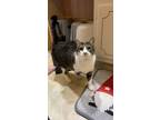 Adopt Evie a Brown Tabby American Shorthair / Mixed (short coat) cat in Topton