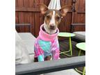 Adopt Coco (NC) a Brown/Chocolate - with White Rat Terrier / Mixed dog in