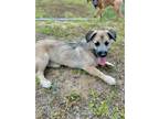 Adopt Houston a Tan/Yellow/Fawn - with Black Border Terrier / Pembroke Welsh