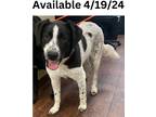 Adopt Dog Kennel #22 Bonnie a Border Collie / Mixed Breed (Medium) / Mixed dog