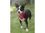 Adopt Berkley a Tricolor (Tan/Brown & Black & White) Boston Terrier / Rat