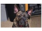 Adopt Griff a Brindle Dutch Shepherd dog in Syracuse, NY (41265555)