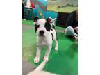 Adopt Twist N Shout a White - with Gray or Silver Australian Shepherd / Collie
