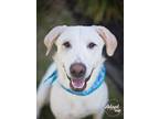Adopt Charlie Brown a Tan/Yellow/Fawn Labrador Retriever / Catahoula Leopard Dog