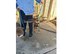Adopt Duke a Tan/Yellow/Fawn Mastiff / Staffordshire Bull Terrier dog in