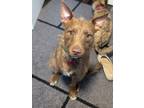 Adopt Toby a Jack Russell Terrier / Jack Russell Terrier dog in Citrus Heights