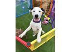 Adopt Call Me Nighthawk a White Pointer / Mixed Breed (Medium) / Mixed (short