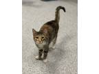 Adopt Veda a Brown Tabby Domestic Shorthair / Mixed Breed (Medium) / Mixed