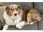 Adopt Loki a Merle Australian Shepherd / Mixed dog in Orlando, FL (41280105)
