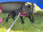 Adopt Iris a Black Pit Bull Terrier / Mixed Breed (Medium) dog in Amherst