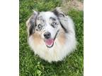 Adopt Honey a Merle Australian Shepherd / Mixed dog in Ontario, CA (41280093)