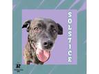 Adopt Solstice a Black Mixed Breed (Small) / Mixed Breed (Medium) / Mixed (short