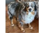 Adopt Wrigley a Merle Australian Shepherd / Mixed dog in Seattle, WA (41280034)