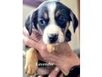 Adopt Lavender a Tricolor (Tan/Brown & Black & White) Foxhound / Treeing Walker