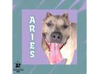 Adopt Aries a Tan/Yellow/Fawn Mixed Breed (Small) / Mixed Breed (Medium) / Mixed