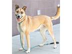 Adopt Drizzy a Tan/Yellow/Fawn Shepherd (Unknown Type) / Collie / Mixed dog in