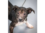 Adopt Poncho a Black Mixed Breed (Small) / Mixed Breed (Medium) / Mixed (short