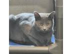 Adopt Carbon a Gray or Blue Russian Blue / Mixed Breed (Medium) / Mixed (short