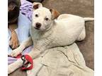 Adopt Spot a White Australian Shepherd / Mixed Breed (Medium) / Mixed (short