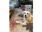 Adopt Cubbie a White Mixed Breed (Medium) / Cocker Spaniel / Mixed dog in