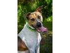 Adopt Zucki a American Pit Bull Terrier / Hound (Unknown Type) / Mixed dog in