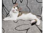 Adopt Tootsie Roll a Spotted Tabby/Leopard Spotted Domestic Shorthair cat in