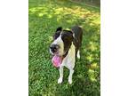 Adopt Maddie a Black - with White Great Dane / Mixed dog in Waxhaw
