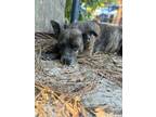 Adopt Luda/Lucy a Terrier (Unknown Type, Small) / Mixed Breed (Medium) / Mixed