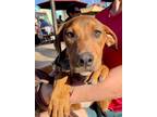 Adopt Angel a Boxer / Doberman Pinscher dog in Denver, CO (40846700)