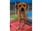 Adopt Vabadust a Labrador Retriever / Shar Pei / Mixed dog in San Diego