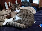 Adopt Crissy a Gray, Blue or Silver Tabby Domestic Shorthair (short coat) cat in