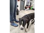 Adopt Bogie a Black American Staffordshire Terrier / Mixed Breed (Medium) /