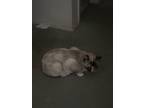 Adopt Sprinkles a Brown or Chocolate Siamese / Mixed (short coat) cat in