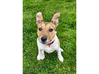Adopt Eenie LoveBug a Brown/Chocolate Pit Bull Terrier dog in Provo