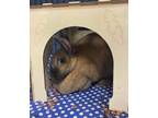 Adopt Penelope a Rex / Mixed rabbit in Kingston, NY (40945132)