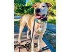 Adopt Ernie-Adoption Fee Grant Eligible! a Boxer / American Pit Bull Terrier /